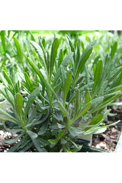 Лаванда англійська Платінум Ніко сріблясто-зелене листя 